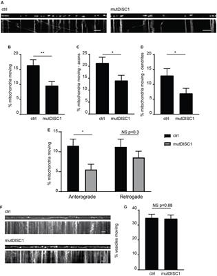 DISC1 Regulates Mitochondrial Trafficking in a Miro1-GTP-Dependent Manner